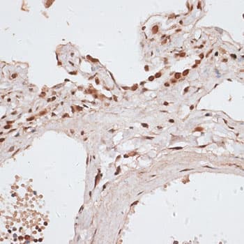 H2AFX / H2AX Antibody