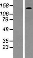 FRMPD4 Protein (Over-Expression Lysate Myc-DDK (Flag))