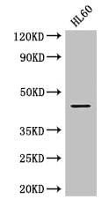 MAP2K2 / MKK2 / MEK2 Antibody