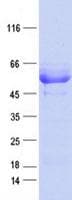 Human CCDC97 Protein (Recombinant DDK,C-terminus)