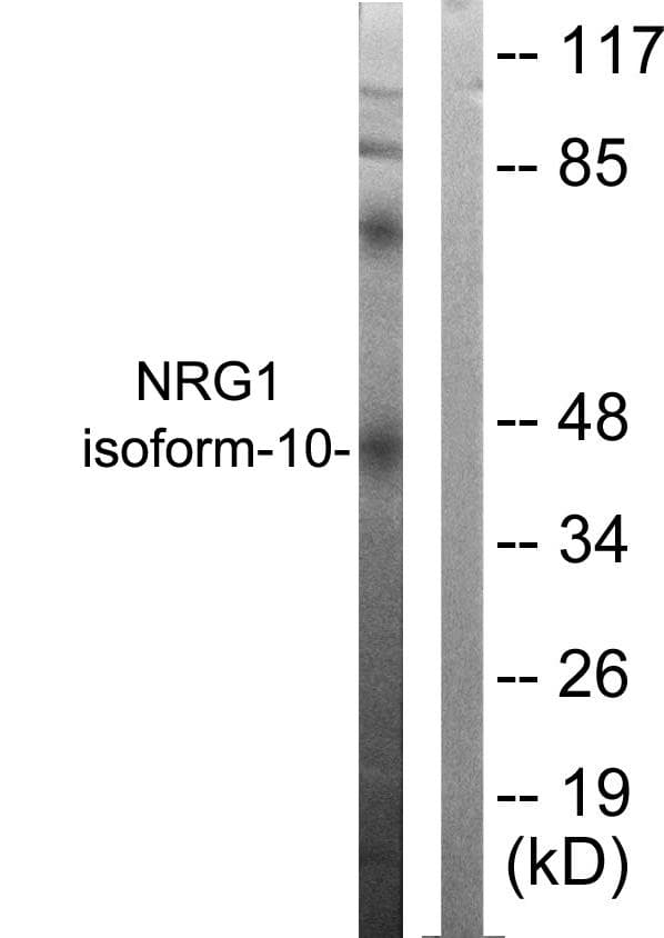 NRG1 / Heregulin / Neuregulin Antibody