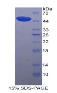 Dog LP-PLA2 / PLA2G7 Protein (Recombinant His)