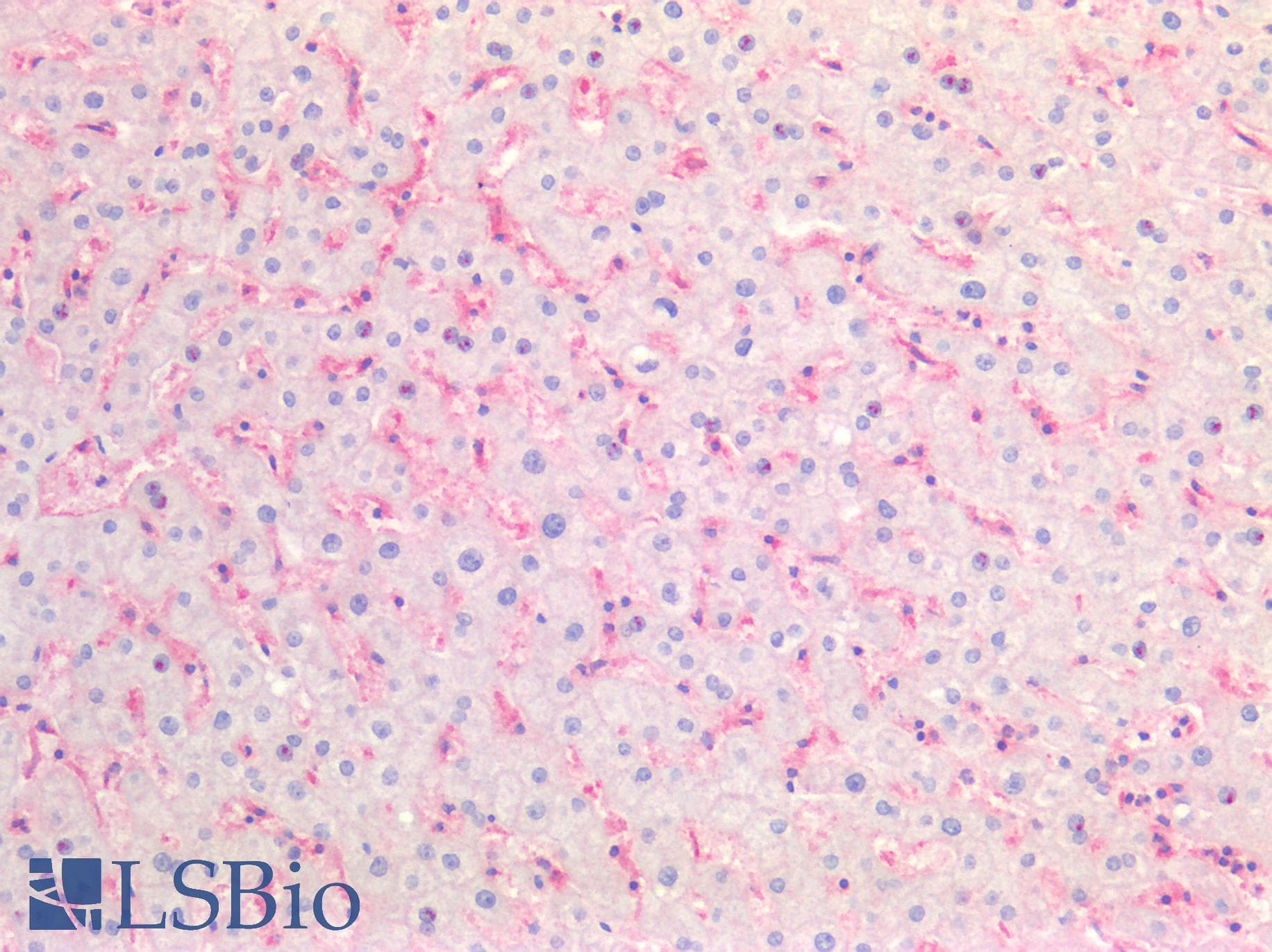 IHC-plus™ B2M / Beta 2 Microglobulin Antibody