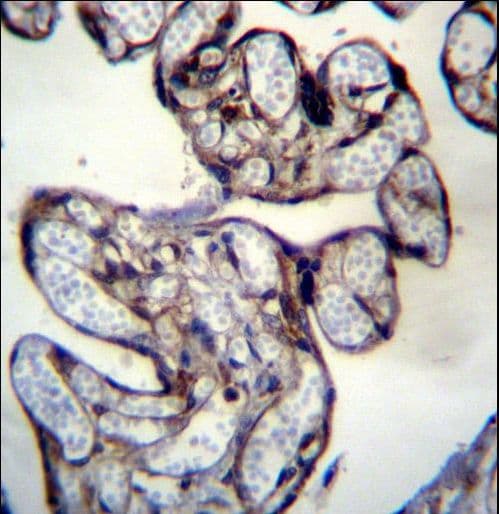 BNIP2 Antibody (aa285-316)