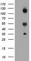 CALCOCO2 Antibody (clone OTI7A7, Carrier-free)
