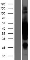 MAP2K2 / MKK2 / MEK2 Protein (Over-Expression Lysate Myc-DDK (Flag))