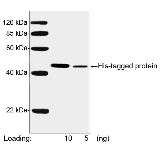 His Tag Antibody (clone 6G2A9, HRP)