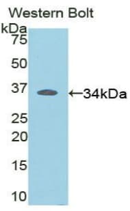 RELB Antibody (aa176-436, FITC)