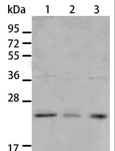 BNIP1 Antibody