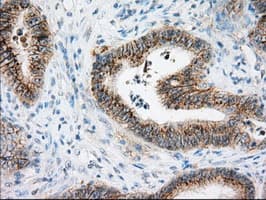 Monoclonal Mouse anti-Human Basigin / Emmprin / CD147 Antibody (clone OTI7A7, IHC, IF, WB)
