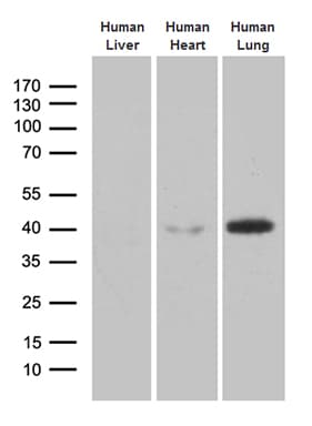 IHC-plus™ AZGP1 / ZAG Antibody (aa21-298, clone OTI10F2)