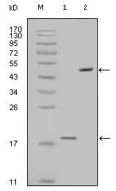 BIRC5 / Survivin Antibody (clone 2H5H2)