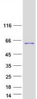 Human SH3P7 / HIP-55 Protein (Recombinant Myc-DDK (Flag))