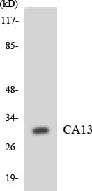 CA13 / Carbonic Anhydrase XIII Antibody (aa128-177)