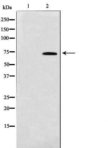 TAF5L Antibody
