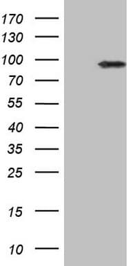 IKBKE / IKKI / IKKE Antibody (aa474-716, clone OTI4F9)