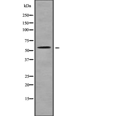 SLC22A17 Antibody