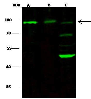 NCAM / CD56 Antibody (clone 007, Preservative Free)