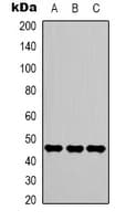 Monoclonal Mouse anti-Human ENO2 / NSE Antibody (IHC, WB)