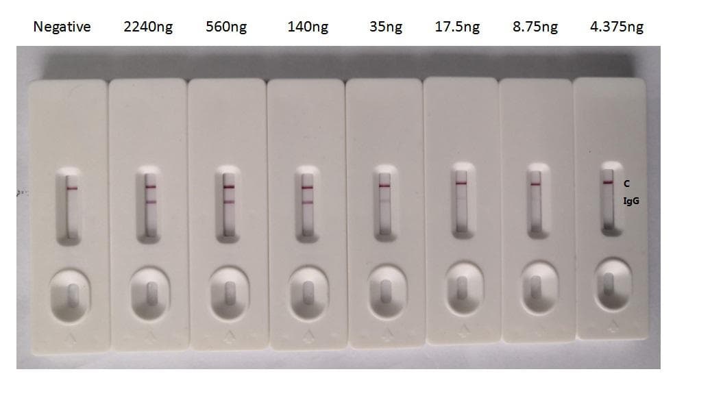 Recombinant Monoclonal Human anti-Coronavirus SARS-CoV-2 Nucleoprotein Antibody (clone 1A6, aa1-419, WB)