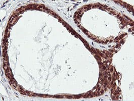 RNPEP Antibody (clone OTI2G3)