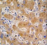 APOA4 Antibody (aa49-79)