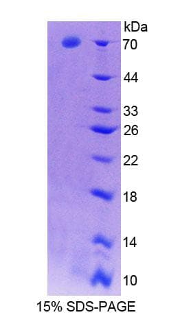 Rat APOA4 Protein (Recombinant His-GST)