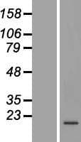 C19orf48 Protein (Over-Expression Lysate Myc-DDK (Flag))