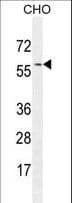 GTPBP2 Antibody (aa536-564)