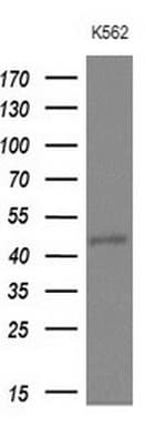 NUP43 Antibody (aa1-253, clone OTI7E5)