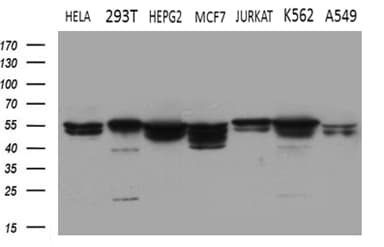 SHMT / SHMT2 Antibody (clone OTI1E12)