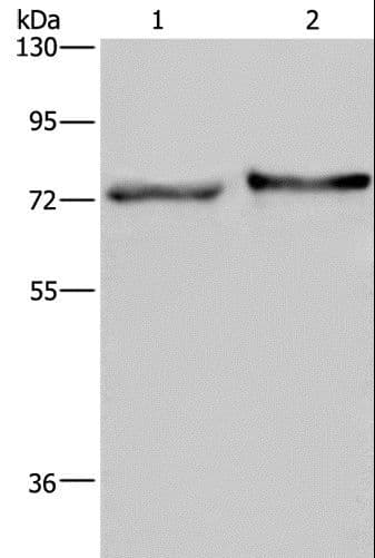 Polyclonal Rabbit anti-Human TRIM29 Antibody (WB)