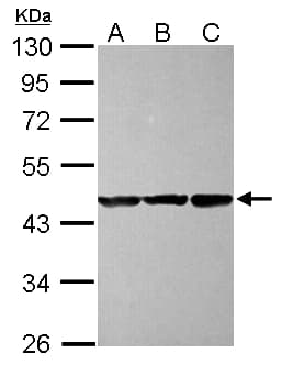Polyclonal Rabbit anti-Human CBWD1 Antibody (IF, WB)