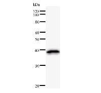 DHX29 Antibody (clone 2269C1)