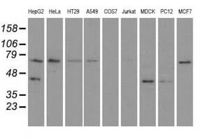 GORASP1 / GRASP65 Antibody (clone OTI5C5)