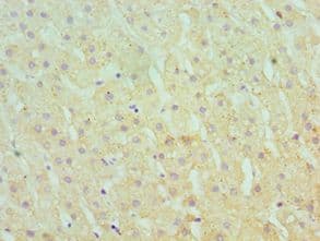SERPINA10 / PZI Antibody (aa165-444)