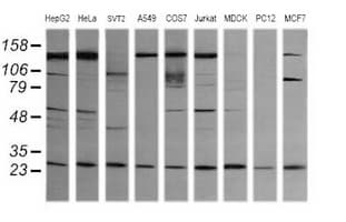 VPS28 Antibody (clone OTI1A8, Carrier-free)