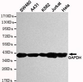 Monoclonal Mouse anti-Human GAPDH Antibody (WB)