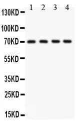 KCNMA1 / BK Antibody (aa124-467)