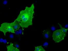 BTN1A1 Antibody (clone OTI1G9, Carrier-free)