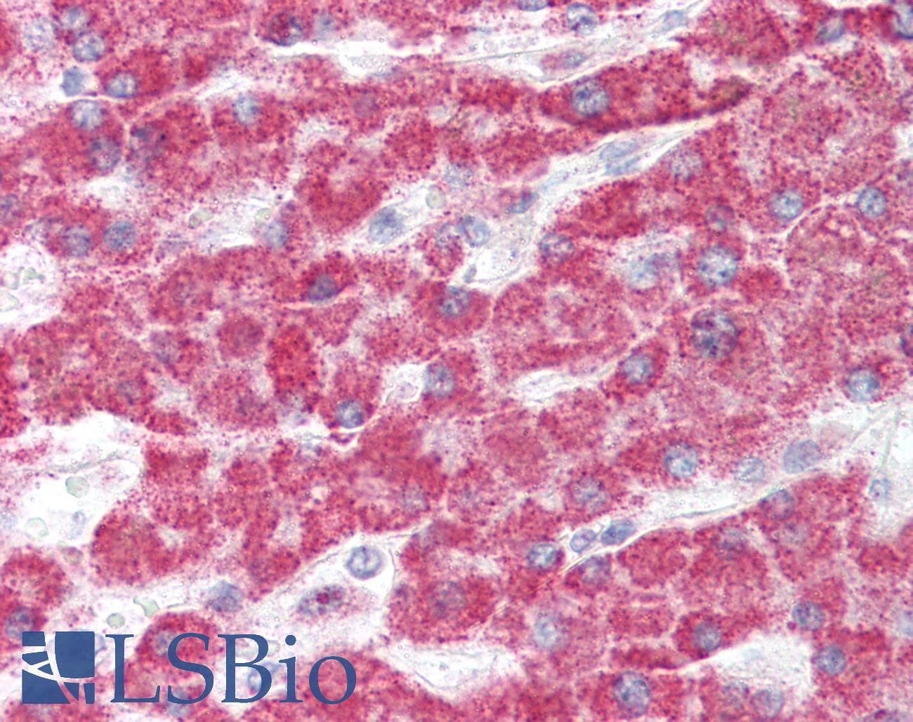 IHC-plus™ GCLC Antibody (aa295-313)