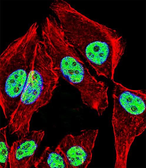 Polyclonal Rabbit anti-Human ZNF207 Antibody (aa88-116, IF, WB)