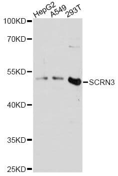 SCRN3 Antibody