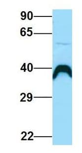 SEC61A1 / SEC61 Antibody (aa378-427)