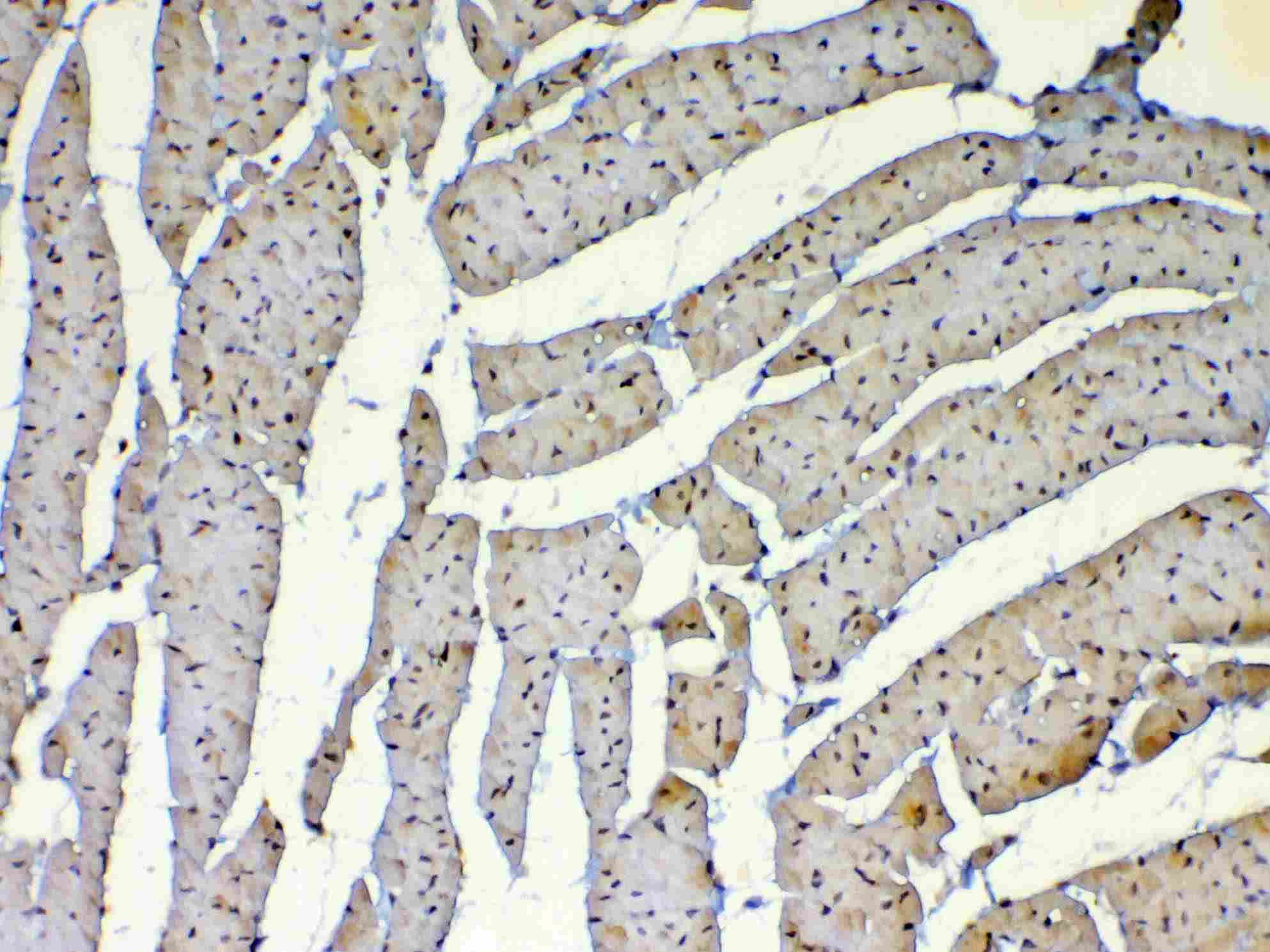 DNMT / DNMT1 Antibody