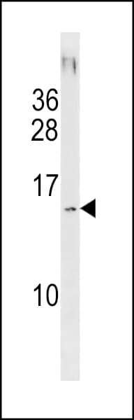 SAMD13 Antibody (aa90-118)