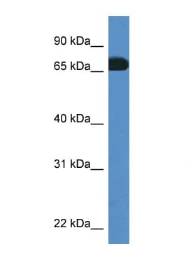 PROS1 / Protein S Antibody (C-Terminus)
