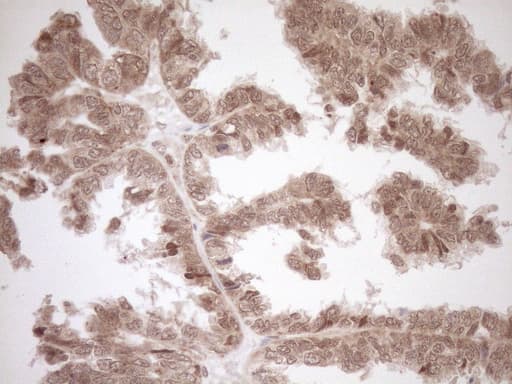 CWC27 Antibody (aa145-472, clone OTI2D1)