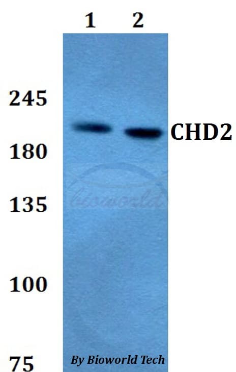 CHD2 Antibody