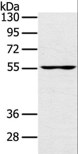 UBP1 Antibody